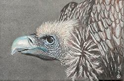 Animaux/Wild life/野生動物